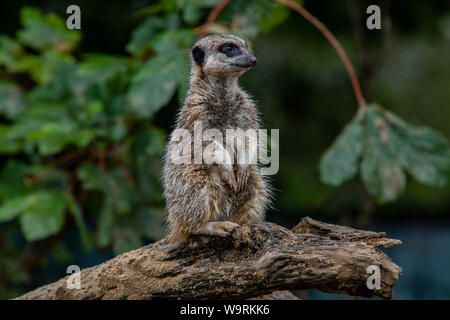 Tenby, Galles. Il 14 agosto 2019. Meerkat a Manor House Wildlife Park. Foto Stock