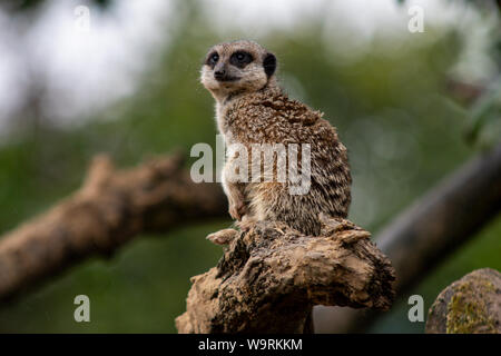 Tenby, Galles. Il 14 agosto 2019. Meerkat a Manor House Wildlife Park. Foto Stock