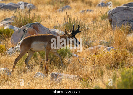 America del Nord, America, STATI UNITI D'AMERICA, Grande Bacino, Utah, Antelope Island State Park, Antilocapra americana. Pronghorn.Caption locale *** Foto Stock