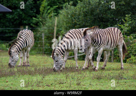 Tenby, Galles. Il 14 agosto 2019. Zebre a Manor House Wildlife Park. Foto Stock