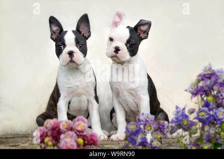 Due giovani simpatici cuccioli Boston Terrier cani, anche chiamato Boston tori, nera con marcature bianche, seduti fianco a fianco Foto Stock