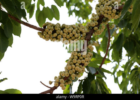 Un gruppo di figure che sono sui rami degli alberi di fico. Foto Stock