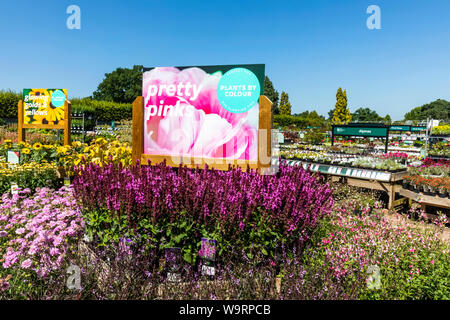 Inghilterra, Surrey Guildford, Wisley, della Royal Horticultural Society Garden, centro di piante, piante per la vendita, 30064269.Caption locale *** Foto Stock