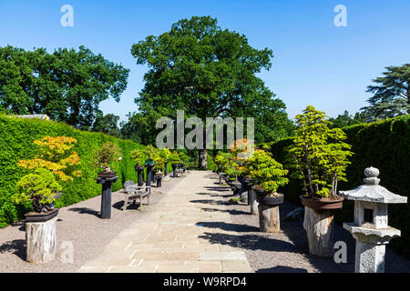 Inghilterra, Surrey Guildford, Wisley, della Royal Horticultural Society Garden, Aironi Bonsai a piedi, 30064287.Caption locale *** Foto Stock