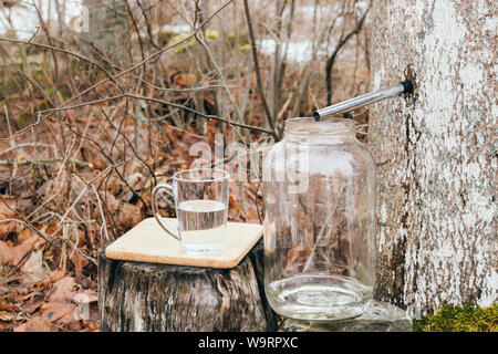 La raccolta di acero succo sap in primavera all'esterno. Alberi di acero sono maschiati praticando dei fori nelle loro linee e la raccolta del sap essudati. Foto Stock