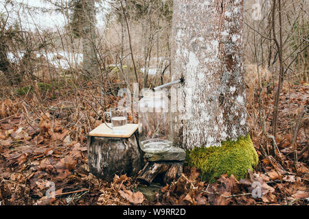 La raccolta di acero succo sap in primavera all'esterno. Alberi di acero sono maschiati praticando dei fori nelle loro linee e la raccolta del sap essudati. Foto Stock