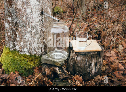 La raccolta di acero succo sap in primavera all'esterno. Alberi di acero sono maschiati praticando dei fori nelle loro linee e la raccolta del sap essudati. Foto Stock