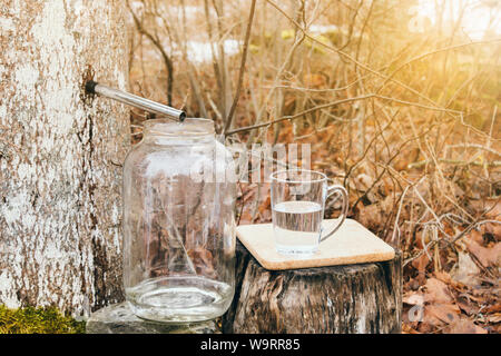 La raccolta di acero succo sap in primavera all'esterno. Alberi di acero sono maschiati praticando dei fori nelle loro linee e la raccolta del sap essudati. Foto Stock