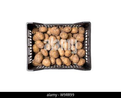 Scatola nera piena di germogliato di tuberi seme di patate, in attesa di piantagione in primavera. Isolato su sfondo bianco. Foto Stock