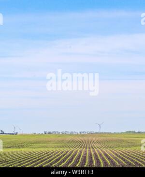 Central Illinois terreni agricoli con turbine eoliche in lontananza vicino Hoopeston, Illinois, Stati Uniti d'America Foto Stock