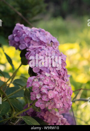 Rosa giapponese Mophead Hydrangea 紫陽花 Foto Stock