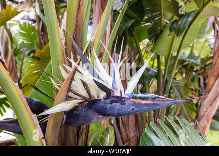 Fiori di Strelitzia Nicolai, comunemente noto come il gigante white uccello del paradiso o wild banana. Foto Stock