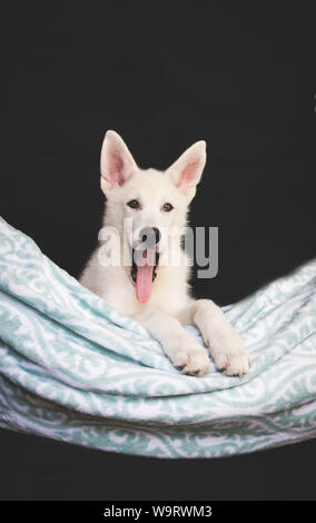 Cardiff, Galles, UK. Agosto 2019. Lincoln i Malamute X Husky cucciolo di lupo a 12 settimane di età. ©Natasha Camilleri Foto Stock