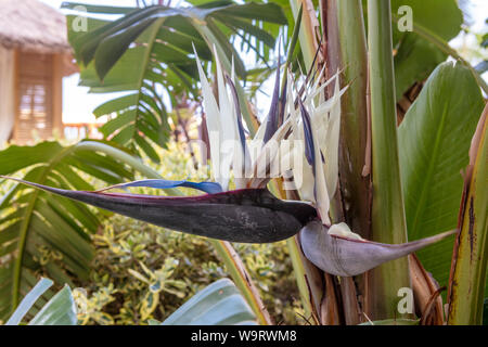 Fiori di Strelitzia Nicolai, comunemente noto come il gigante white uccello del paradiso o wild banana. Foto Stock