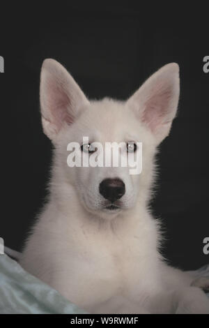 Cardiff, Galles, UK. Agosto 2019. Lincoln i Malamute X Husky cucciolo di lupo a 12 settimane di età. ©Natasha Camilleri Foto Stock