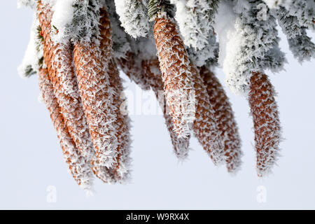 Mit Tannenzapfen Raureif, Schweiz, 30063450.Caption locale *** Foto Stock