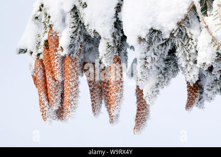 Mit Tannenzapfen Raureif, Schweiz, 30063446.Caption locale *** Foto Stock