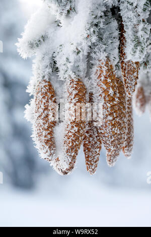 Mit Tannenzapfen Raureif, Schweiz, 30063455.Caption locale *** Foto Stock