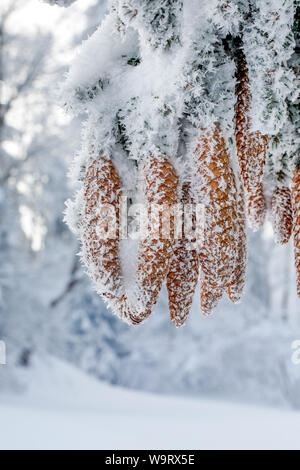 Mit Tannenzapfen Raureif, Schweiz, 30063454.Caption locale *** Foto Stock