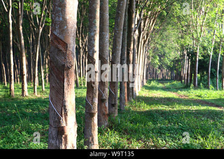 Struttura in gomma nel giardino stanno rendendo la maschiatura di gomma per rimuovere il lattice. Foto Stock