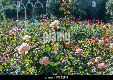 Affascinante cespugli di rose nel parco sulla mattina di sole Foto Stock