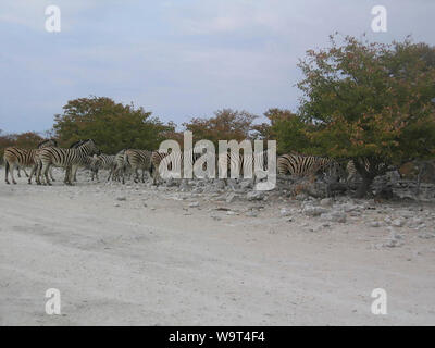 Zebre africana di equidi (cavallo famiglia) le strisce bianche e nere. (Parco Nazionale Etosha) Namibia Africa. Foto Stock