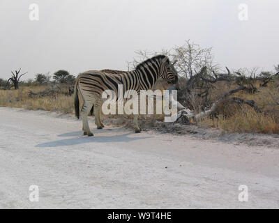 Zebre africana di equidi (cavallo famiglia) le strisce bianche e nere. (Parco Nazionale Etosha) Namibia Africa. Foto Stock