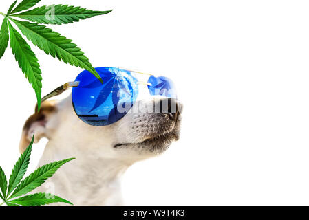 Cane Jack Russell in occhiali da sole che foglie di cannabis marijuana. Foglie di canapa in background. Il CBD di animale Concetto di olio Foto Stock