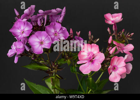 Colore macro floreali di due cluster di isolato di violetta e rosa phlox blossoms, le gemme e le foglie su sfondo nero Foto Stock