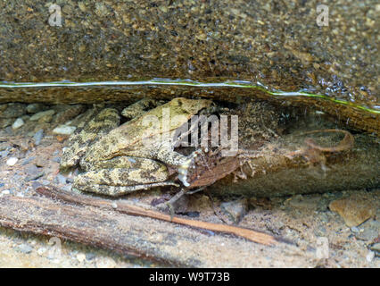 Rana temporaria aka comune europeo o rana marrone, subacquea, rifugiandosi dalla pietra nel flusso. Foto Stock