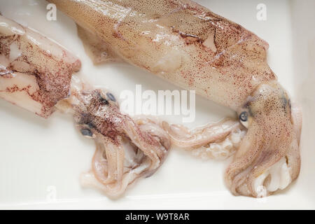 Materie di calamari Loligo vulgaris, che sono stati catturati su asta e linea e sono pronti per essere preparati per la cucina casalinga. Il Dorset England Regno Unito GB Foto Stock