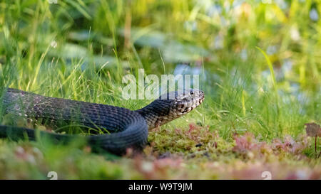 Serpente d'acqua settentrionale (Nerodia Sipedon) Foto Stock