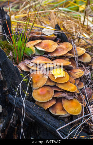 Accanto al moncone è un mucchio di funghi con grandi cappelli marrone. Attorno al vecchio erba e foglie con rami. Messa a fuoco selettiva sui funghi. Foto Stock