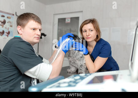 Un veterinario non fa una ecografia del cane con gli occhi in ufficio. Assistant aiuta a mantenere il cane quando il medico è un veterinario facendo un medico exami Foto Stock