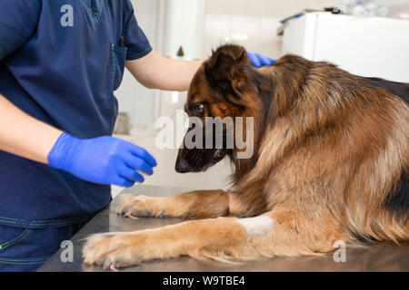 Un professionista medico veterinario esamina una grande per adulti di razza del cane pastore tedesco. Un giovane maschio caucasico vet lavora in una clinica veterinaria. Medico tratti th Foto Stock