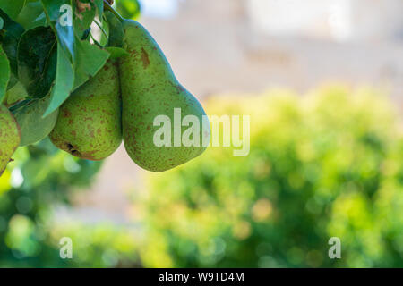 Grazioso complesso di pere Conference (Conferenza - Pyrus communis) maturazione in Pear Tree (albero da frutta). Soleggiata giornata estiva lo spazio per inserire il tuo testo. Foto Stock