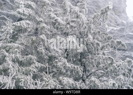 Sfondo Inverno, paesaggio - coperte di neve il pino di fronte ad una scogliera di brina Foto Stock