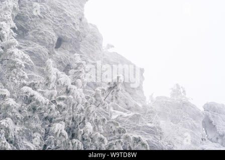 Sfondo Inverno, paesaggio - coperto di neve in pino anteriore della brina rock c grotta durante la tempesta di neve Foto Stock