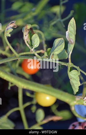 Pomodori di ciliegia Foto Stock