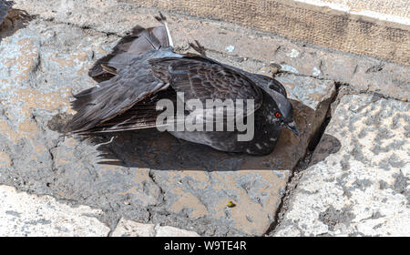 Il piccione è rannicchiato mediante lo sfiato in una calda giornata estiva Foto Stock