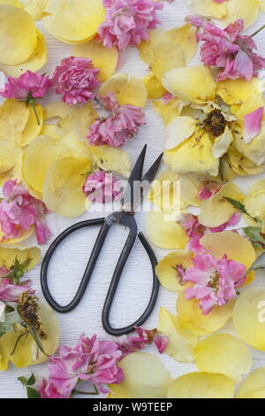 Rosa. Rose si arresta sulla texture di sfondo bianco in estate. Regno Unito Foto Stock