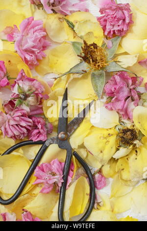 Rosa. Rose si arresta sulla texture di sfondo bianco in estate. Regno Unito Foto Stock