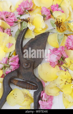 Rosa. Rose si arresta sulla texture di sfondo bianco in estate. Regno Unito Foto Stock