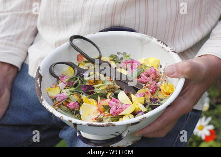 Fiore si arresta - rose, Le calendule e piselli dolci - raccolti in un vecchio scolapasta da un giardiniere maschio in un giardino estivo. Regno Unito Foto Stock