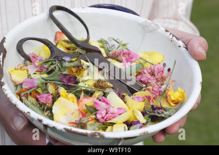 Fiore si arresta - rose, Le calendule e piselli dolci - raccolti in un vecchio scolapasta da un giardiniere maschio in un giardino estivo. Regno Unito Foto Stock