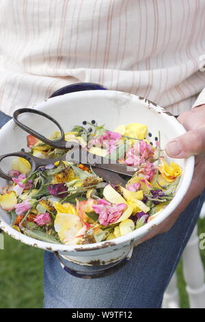 Fiore si arresta - rose, Le calendule e piselli dolci - raccolti in un vecchio scolapasta da un giardiniere maschio in un giardino estivo. Regno Unito Foto Stock