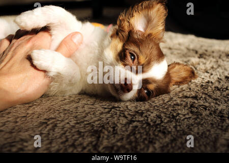 Donna accarezzare un chihuahua cucciolo Foto Stock