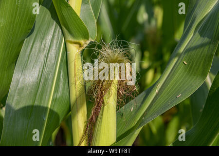 Orecchio crescente di mais sulla levetta con seta a stadio di blister in cornfield Foto Stock