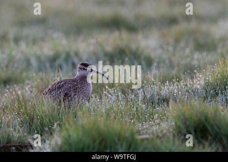 Whimbrel / Regenbrachvogel ( Numenius phaeopus ) seduta, in appoggio in una rugiada prato umido, nelle prime ore del mattino, la migrazione degli uccelli, la fauna selvatica, l'Europa. Foto Stock