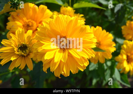 Estate in Nova Scotia: Closeup di falsi girasoli (Heliopsis helianthoides) Fiori Foto Stock